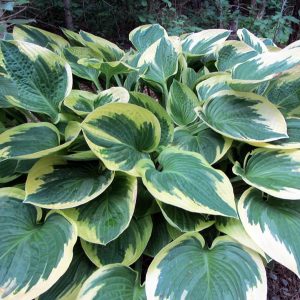 Wide Brim, Hosta