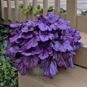 Heuchera 'Wild Rose'